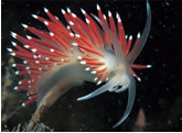 Sea Urchin